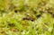 Myrmica ant with caught springtail