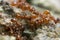 Myrmica ants feeding on sap