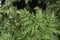 Myrrhis odorata leaves close up