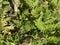 Myrrhis odorata plant flower close up