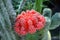 Myrtillocalycium - small red cactus bud