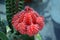 Myrtillocalycium - small red cactus bud