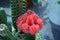 Myrtillocalycium - small red cactus bud