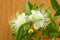 Myrtle branches with flowers on a wooden background, close-up