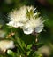 Myrtle; Myrtus communis