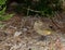 Myrtle Warbler foraging for food