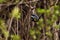 Myrtle Warbler in a thicket.