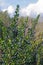 Myrtus communis, the Common myrtle