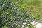 Myrtus communis, the Common myrtle, family Myrtaceae
