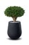 Myrtus myrtle tree, Bonsai a potted plant isolated over white