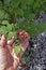 Mysore raspberry fruits on hand