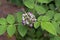 Mysore raspberry or hill raspberry flowers