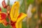 Mysore trumpetvine, Thunbergia mysorensis, close-up yellow flower