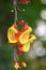 Mysore trumpetvine Thunbergia mysorensis, close-up of yellow-red flowers