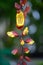 Mysore trumpetvine, Thunbergia mysorensis, pending flowers