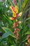 Mysore trumpetvine Thunbergia mysorensis, pending flowers and buds