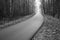 Mysteries foggy forest asphalt road