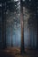 Mysterious atmosphere of a foggy frozen forest