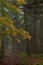 Mysterious autumn colorful forest covered in a foggy day