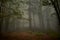 Mysterious autumn colorful forest covered in a foggy day