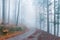 Mysterious autumn Europian Forest with dark atmosfere with fog, Czech Republic