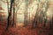 Mysterious autumn forest in fog with red and orange leaves