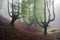 Mysterious beech forest with fog