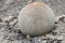 Mysterious boulders and pebbles of Champ Island