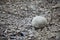 Mysterious boulders and pebbles of Champ Island