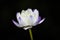 A mysterious bright white purple water lily in the pool