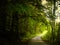 Mysterious broad leaf trees forest at summer afternoon daylight