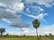 Mysterious cloud on the palm tree