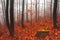 Mysterious colorful autumn forest trees, in cold foggy morning
