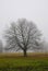 Mysterious creepy foggy landscape with solitary broad leaf tree at autumn/fall