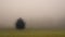 Mysterious creepy foggy landscape with solitary spruce tree at autumn/fall