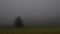 Mysterious creepy foggy landscape with solitary spruce tree at autumn/fall