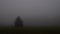 Mysterious creepy foggy landscape with solitary spruce tree at autumn/fall