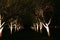 Mysterious and creepy tunnel made of tree lined alley. Path of trees on a spooky night