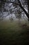 Mysterious dark autumn morning with a spooky path down the wild meadow and leafless dark tree