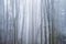 Mysterious dark beech forest in fog