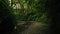 Mysterious Dark Forest, Fear in the Shadows, Creek, Park, Trail, Nature