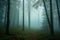 Mysterious dark forest in a foggy morning. Misty landscape