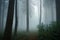 Mysterious dark forest in a foggy morning. Misty landscape