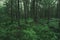 Mysterious dark forest in Karelia. wilderness landscape forest w