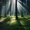 Mysterious dark forest with rays of light entering through the trees