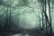 Mysterious dark forest with spooky trees and green fog