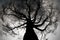 Mysterious dark ghost tree