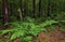 Mysterious dark pine forest and beautiful fern leaves among trunks