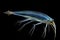 mysterious deep-sea squid with elongated tentacles