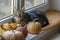 Mysterious domestic dark marble cat with its pumpkins wealth on the window looking out for Halloween time